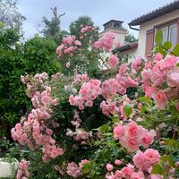 High Ornamental Value Climbing Roses - 800  with 200 Free Jasmine Seeds - Fast Growth & Easy Pruning - Vibrant Colors for Rom...