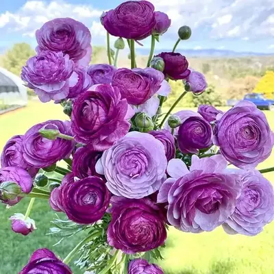 Purple Ranunculus Bulbs – Lush, Layered Blooms in Stunning Violet HuesRomantic & Long-Lasting Cut Flowers – Easy to Grow ...
