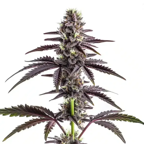 CBD Grape Pie (1:15) - Seeds Pack: 25-seeds