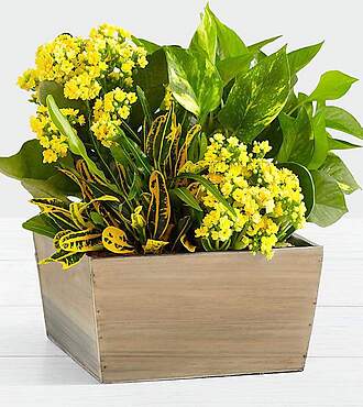 Sunshine and Joy Garden - FedEx