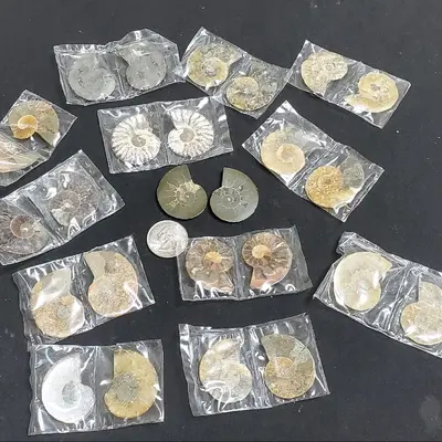 Ammonite Fossil Collectable - Pair or Whole