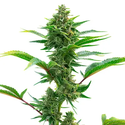 The Toad - Seeds Pack: 25-seeds