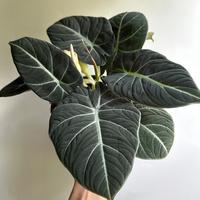 Alocasia Black Velvet Plant 6\