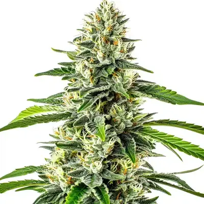 Critical x No Name Auto - Seeds Pack: 6-seeds