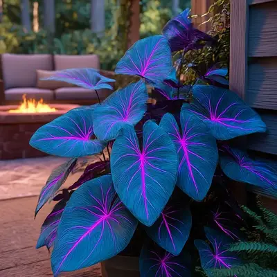 Hosta Seeds – Perennial Shade Plant for Home Gardens