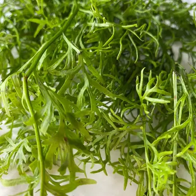 Watersprite-Easy Floating Aquatic Plant for Guppies, Shrimp, Bettas, and More!