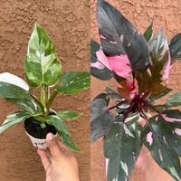 Princess Plant Bundle | White Princess | Pink Princess Philodendron 4 Inch Pot