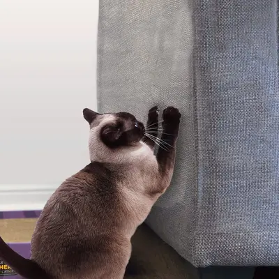 Stelucca Amazing Shields 10-Pack of 18-Inch x 13-Inch Cat Anti Scratch Furniture Protectors with Twist Pins for Strong Protec...