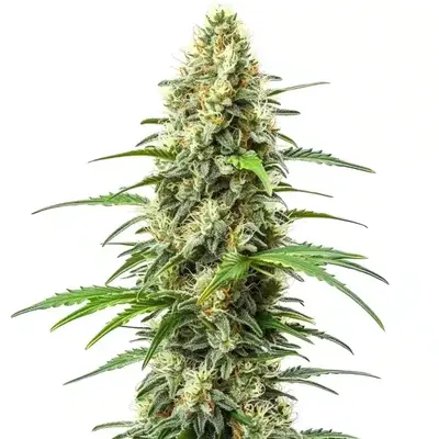 Critical x Somango - Seeds Pack: 100-seeds