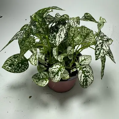 White Polka Dot Plant plant 4 in pot Hypoestes