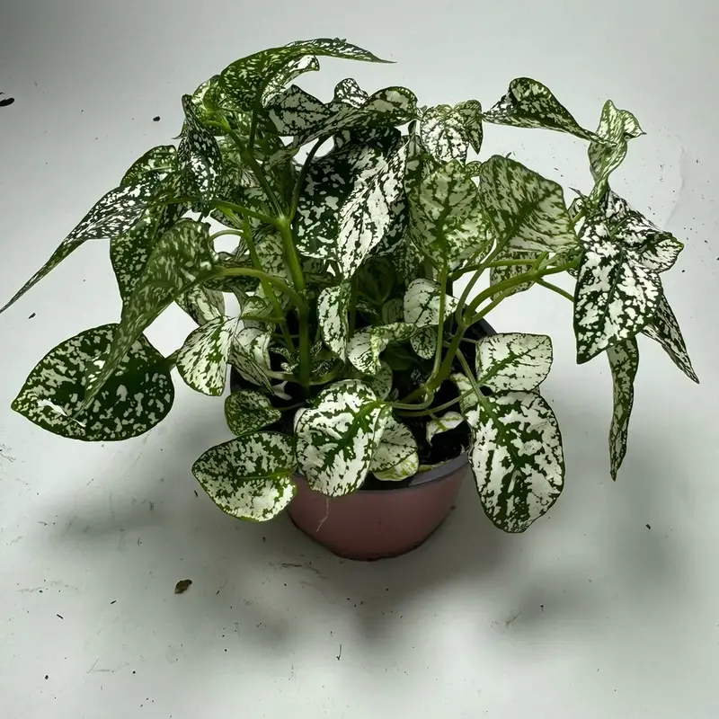 White Polka Dot Plant plant 4 in pot Hypoestes
