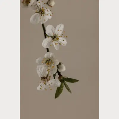 Branches and Blossoms - 1 | Size: 32