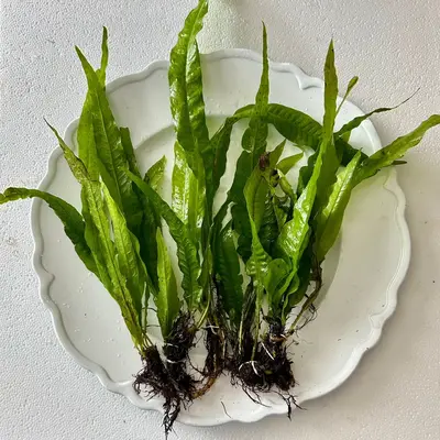 Java Fern - Easy, Low Light, Beginner-friendly Plant for Fish Tanks - Ideal for Bettas, Goldfish, & Cichlids