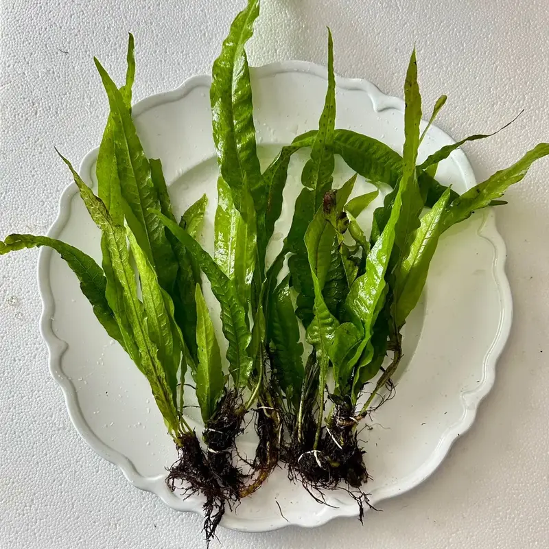 Java Fern - Easy, Low Light, Beginner-friendly Plant for Fish Tanks - Ideal for Bettas, Goldfish, & Cichlids