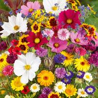 60+ Mixed Flower Seeds, 100 to 500 Seeds, Easy to Grow, Perennial Wildflowers, Year-Round Planting, 95% Germination