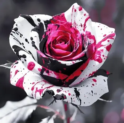 200+ Rose Seeds | Perennial Flower Seeds for Home Gardens & Outdoor Planting