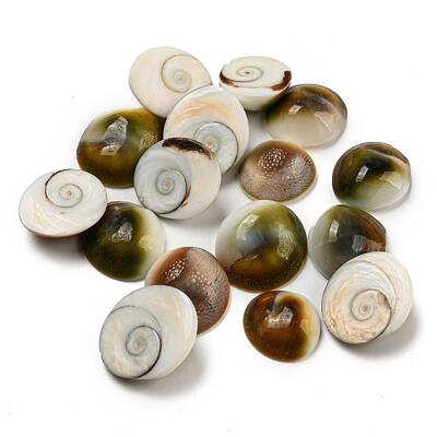 Conch Sea Shell Cabochons