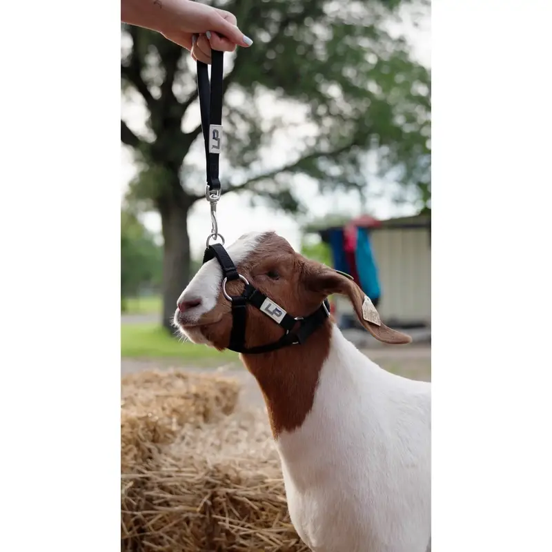 Show Strap Halter For Lambs and Goats