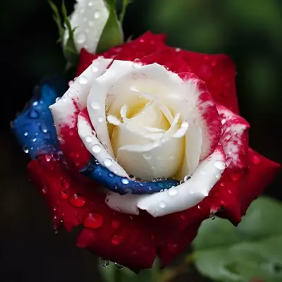 20pcs Rare Three-Color Rose Seeds for Home Potted Garden - Vibrant Elegance Blooms