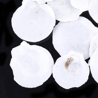 Shell Beads