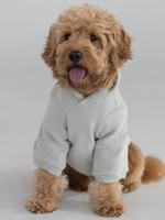 Comfrt Paws | Tranquil Hoodie