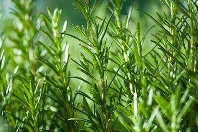Rosemary Pure Essential Oil - 17mL & 60mL sizes | Fair Trade + Ethically Sourced | Size: 60mL