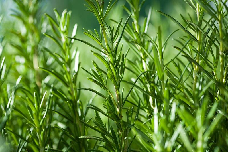 Rosemary Pure Essential Oil - 17mL & 60mL sizes | Fair Trade + Ethically Sourced | Size: 60mL