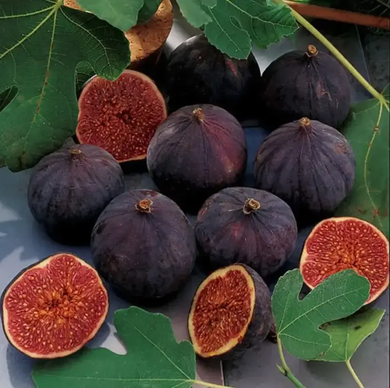 Chicago Hardy Fig Plant  - Ficus carica - Fig Tree Live Plant - 1 Plant/Plug Tree 4-8 Inches Tall - Dormant shipping in winte...