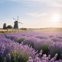 Gardening decoration materials Home decoration green plants Lavender Fragrance granule raw materials