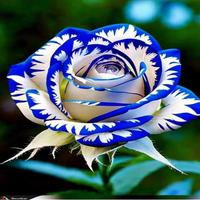 Mix 200 Rose Seeds for Planting - Flower Plant Seeds, Mix Color Rose Seeds Flowers for Garden