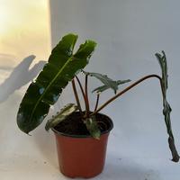 Philodendron Black billietiae Billietiae x Atabapoense 6\