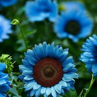 Midnight Oil Blue Sunflower Seeds - 50PCs/Pack - Rare Bonsai Black Hybrid for a Colorful and Organic Garden