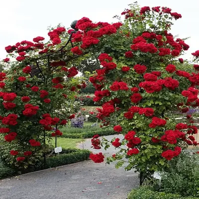 200 pcs Red Climbing Rose Seeds Flower Bush Perennial Shrub Flowers Seed for Planting Outdoor
