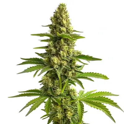 Bruce Banner #3 - Seeds Pack: 1-seed