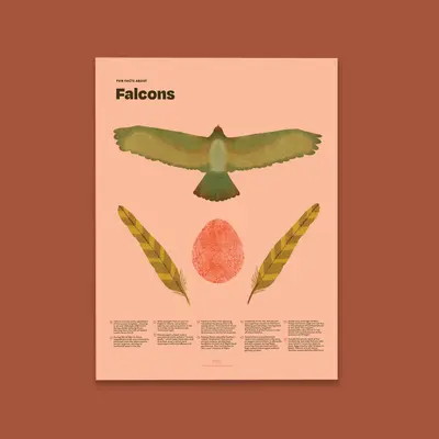 Falcon Fun Facts Print