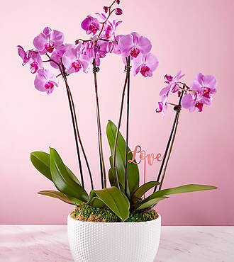 Love and Orchids Garden - FedEx