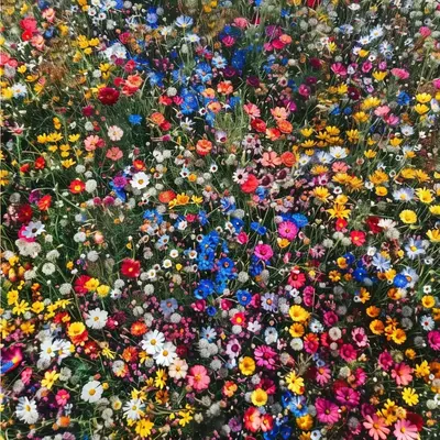 1000 Easy-Grow Wildflower Seeds – Ideal for Natural Landscaping & Outdoor Beauty