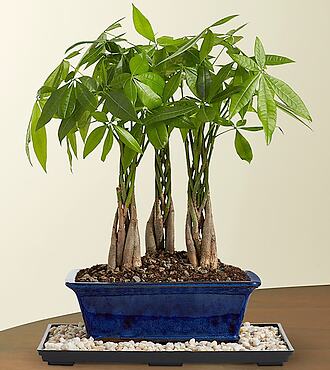 Braided Money Tree Grove Bonsai - FedEx
