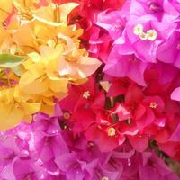 50 Fresh Seeds Mixed Bougainvillea Flower Seeds Mixed for Planting-Lesser Bougainvillea Paper Flower Seeds Flowering Machine ...