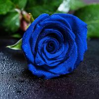 Blue Rose Flower Seeds Garden Yard Potted Decoration 250 Pcs - Classic Romantic Garden Essential Valentine's Day Gift Easy Gr...