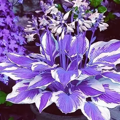 800 Pcs Hosta Garden Seeds - Colorful Perennial Lily Plants for Enhancing Your Outdoor Space