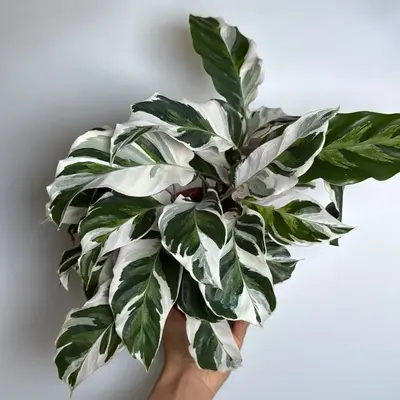 Calathea White Fusion 6” pot  Pet Safe plant, Unique Leaves, Indoor Home Decoration, Indoor Light