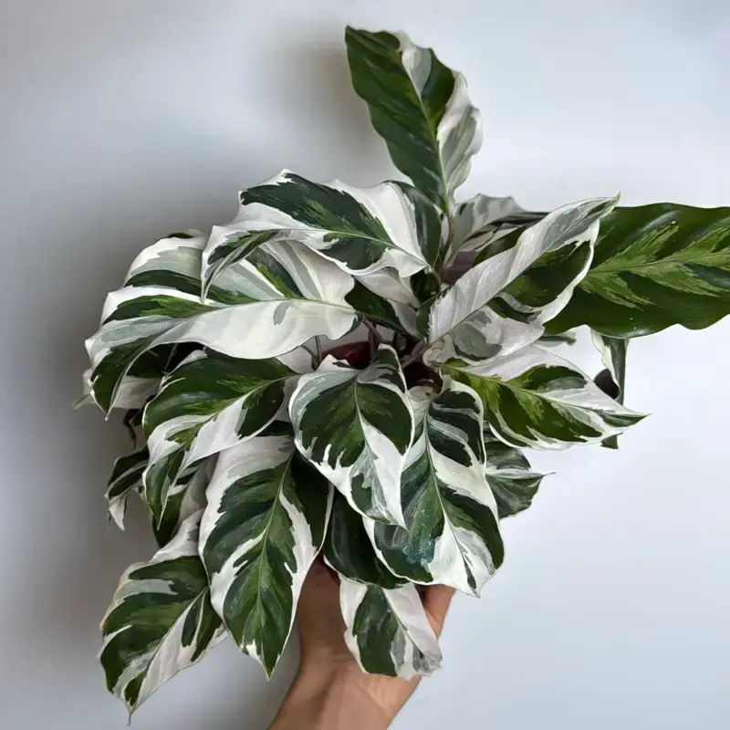Calathea White Fusion 6” pot Pet Safe plant, Unique Leaves, Indoor Home Decoration, Indoor Light