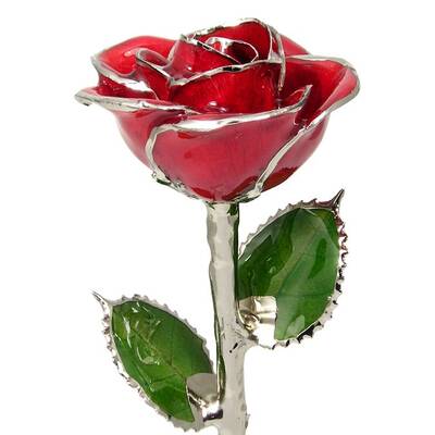 Silver Trimmed Rose: 11  Red Rose