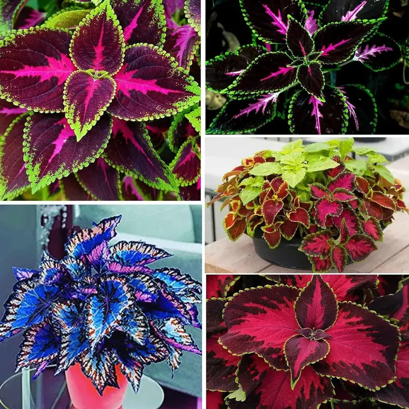 1000+PCS Rainbow Coleus Seeds - Stunning Mix of Yellow, Green, Pink, Red and Deep Maroon - Flower & Plant Seeds