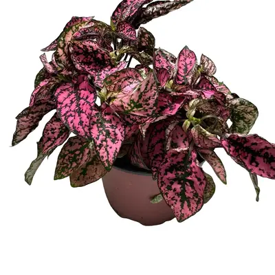Pink Polka dot Plant 4 in pot Hypoestes plant