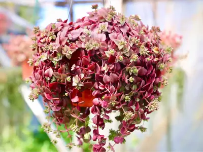 Pink Calico Kitten Trailing Succulents Live houseplant in 2\