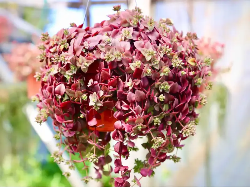 Pink Calico Kitten Trailing Succulents Live houseplant in 2 4 6 Pot