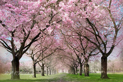 Aperturee Blooming Trees Spring Scene Backdrop For Portrait