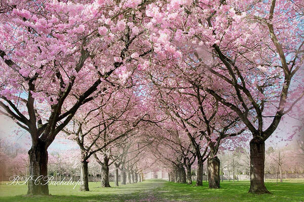 Aperturee Blooming Trees Spring Scene Backdrop For Portrait